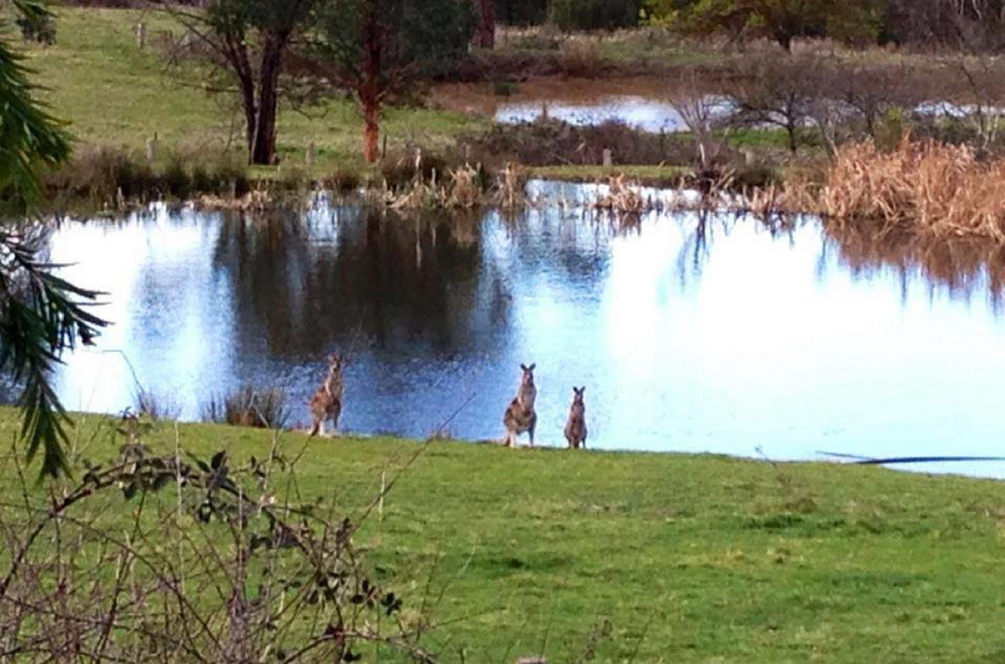 Australian Home Away @ Wonga Park Brushy Creek Kültér fotó
